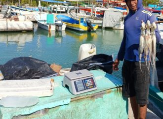 Congeladoras y comerciantes en Yucatán viajan a Campeche por pulpo