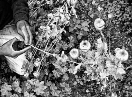 Fotógrafo retrata campos de amapolas en Guerrero