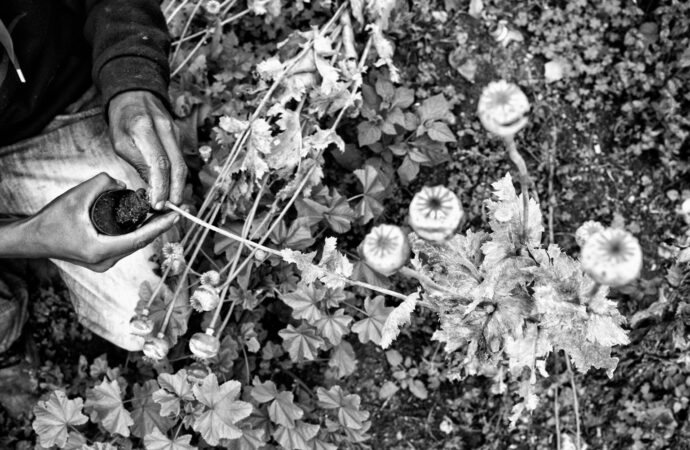 Fotógrafo retrata campos de amapolas en Guerrero