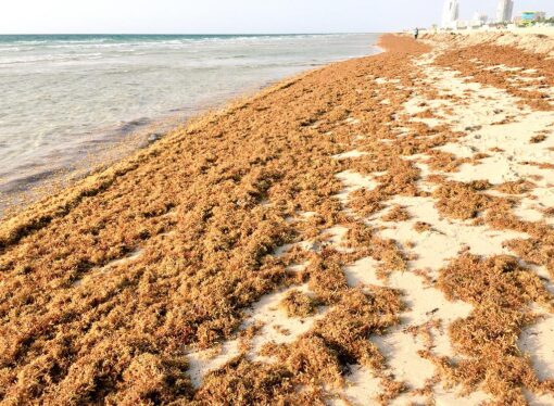 Si el sargazo no se recoge de la playa, los contaminantes pueden llegar a las aguas costeras y entrar en las cadenas alimenticias, poniendo en riesgo la salud humana.