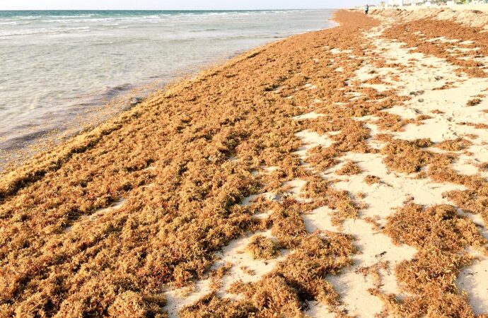 Si el sargazo no se recoge de la playa, los contaminantes pueden llegar a las aguas costeras y entrar en las cadenas alimenticias, poniendo en riesgo la salud humana.