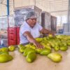 Solicitan ayuda productores de mango ante pérdida del 50 y 70 por ciento a la secretaría de Desarrollo Agropecuario.