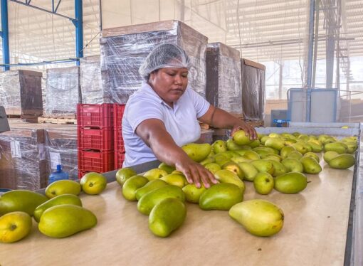 Solicitan ayuda productores de mango ante pérdida del 50 y 70 por ciento a la secretaría de Desarrollo Agropecuario.