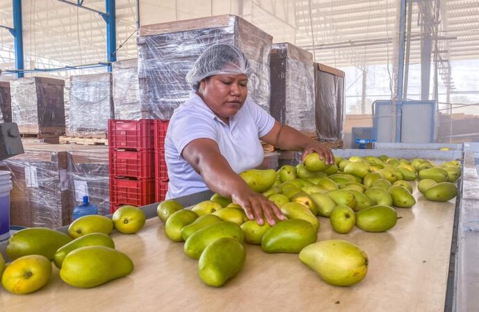 Solicitan ayuda productores de mango ante pérdida del 50 y 70 por ciento a la secretaría de Desarrollo Agropecuario.