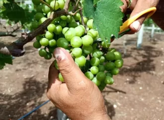 Viñedo Viveros, un espacio en medio de la selva, que ve la luz para crear el primer vino con sello quintanarroense.