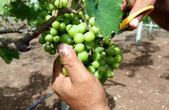 Viñedo Viveros, un espacio en medio de la selva, que ve la luz para crear el primer vino con sello quintanarroense.