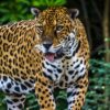 Avistamiento de Jaguar, especie en peligro de extinción.