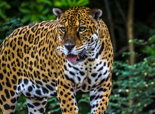 Avistamiento de Jaguar, especie en peligro de extinción.