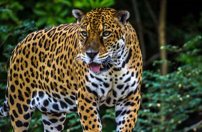 Avistamiento de Jaguar, especie en peligro de extinción.