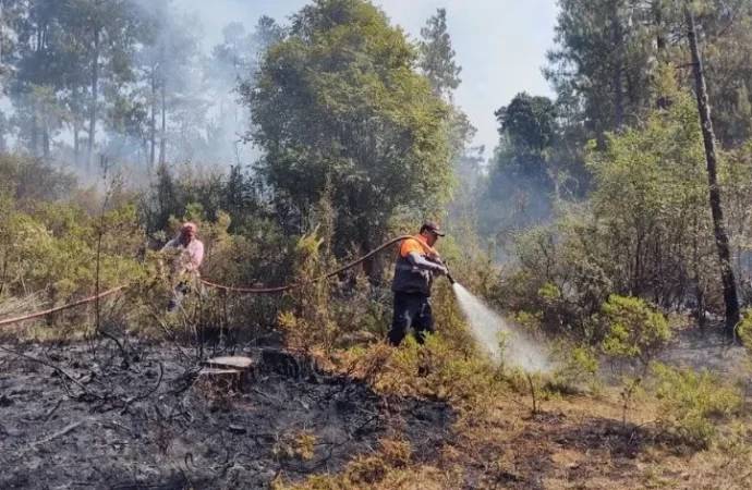 Se han registrado un total de 16 incendios forestales activos en Veracruz debido a las altas temperaturas en el estado y el resto del país.