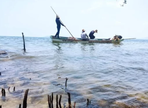 “Aparecieron muchos peces muertos” en Juchitán. Los pescadores atribuyen el hecho a las altas temperaturas