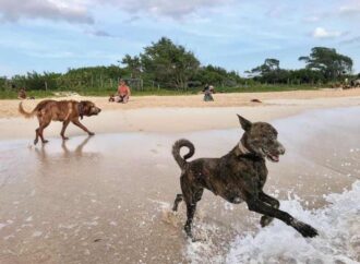 La playa El Recodo, en el municipio de Solidarida, en Quintana Roo, será pet friendly.