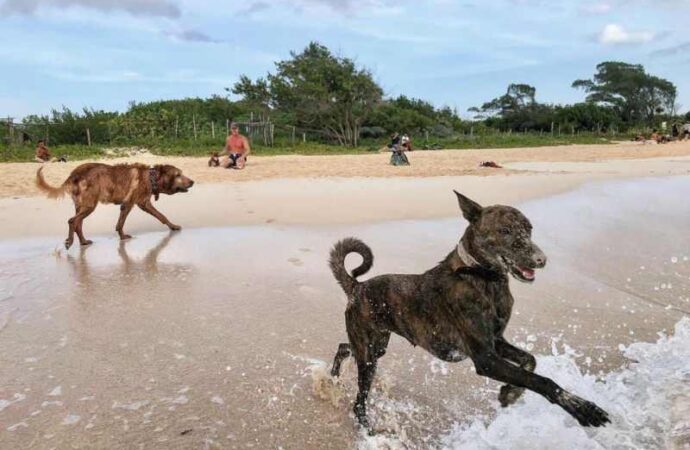 La playa El Recodo, en el municipio de Solidarida, en Quintana Roo, será pet friendly.