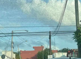 Plagas de langostas invadieron el cielo de Yucatán, ¿qué significa esto?