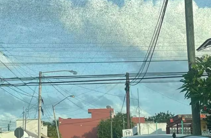 Plagas de langostas invadieron el cielo de Yucatán, ¿qué significa esto?