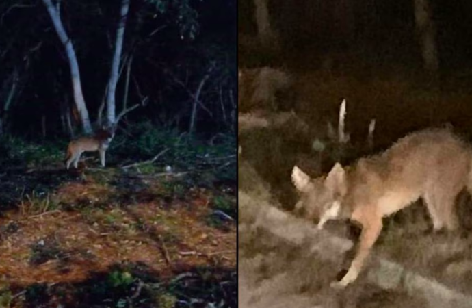 Encuentran a un coyote rondando una zona habitacional de Mérida