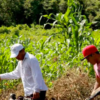 La temporada de sequías en Yucatán, causará un impacto negativo en las actividades de los campesinos