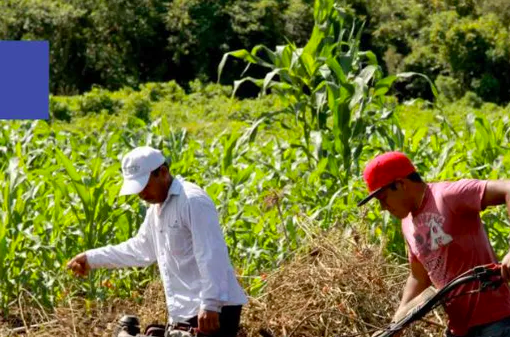 La temporada de sequías en Yucatán, causará un impacto negativo en las actividades de los campesinos