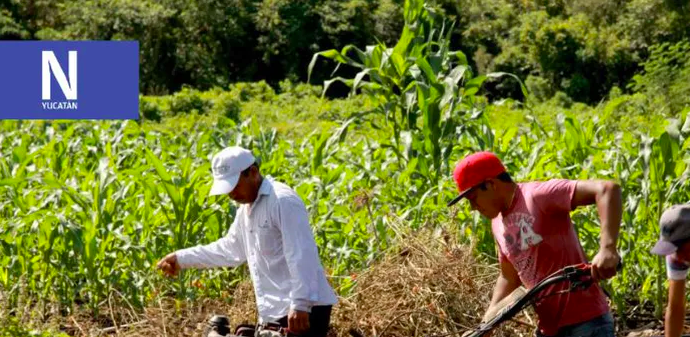 La temporada de sequías en Yucatán, causará un impacto negativo en las actividades de los campesinos