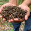 Reportan la muerte masiva de abejas en el estado de Campeche debido al uso de insecticidas