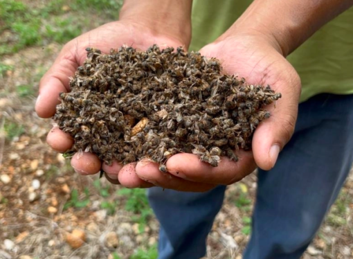 Reportan la muerte masiva de abejas en el estado de Campeche debido al uso de insecticidas