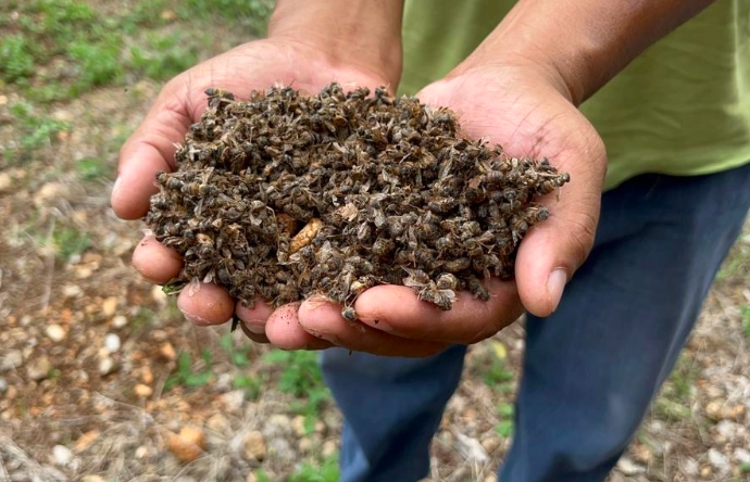 Reportan la muerte masiva de abejas en el estado de Campeche debido al uso de insecticidas