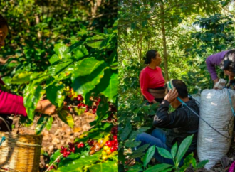 El café en Chiapas está en riesgo debido al cambio climático y la inflación