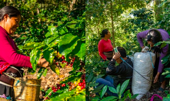 El café en Chiapas está en riesgo debido al cambio climático y la inflación