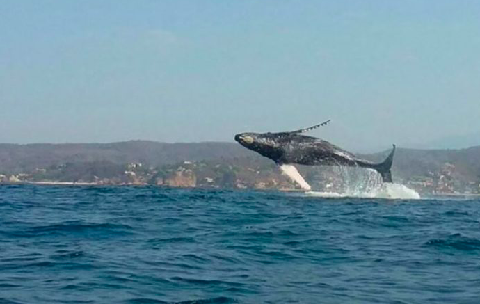 Autoridades piden hacer una observación responsable de las ballenas en costas de Oaxaca