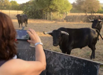 ¿Se cancelaran las corridas de toros en Campeche? Esto se sabe