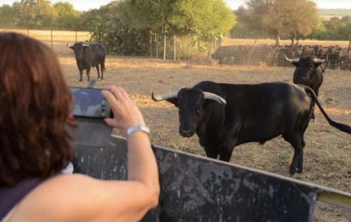 ¿Se cancelaran las corridas de toros en Campeche? Esto se sabe